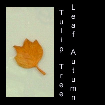 leather sculpture of autumn tulip tree leaf